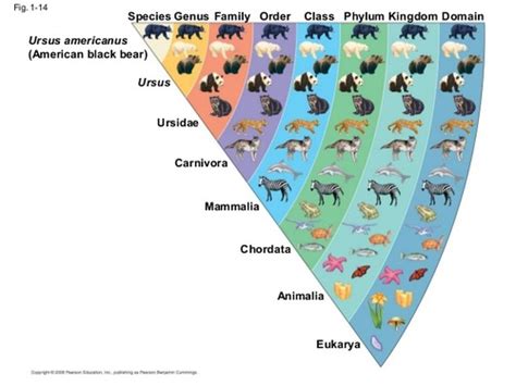 Biology | Chapter 18 - Section 1: Finding Order in Diversity Flashcards ...