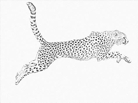 cheetah line drawing - Google Search | Cheetah tattoo, Cheetah drawing ...