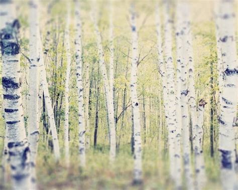 Tree Photography Birch Tree Art Landscape Photography Tree