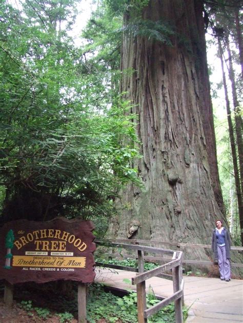 Giant Redwood National Park