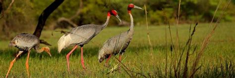 Keoladeo National Park- Safari in India | Bookmesafari - Updated 2023