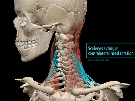 Learn Muscle Anatomy: Scalene Muscles