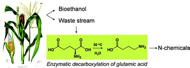 The application of glutamic acid α-decarboxylase for the valorization ...