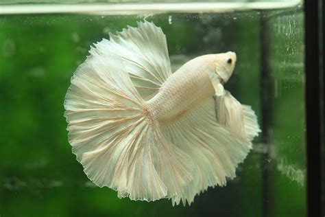 Betta Fish Ich: Causes, Signs, Treatment & Prevention (Vet Answer) | Hepper