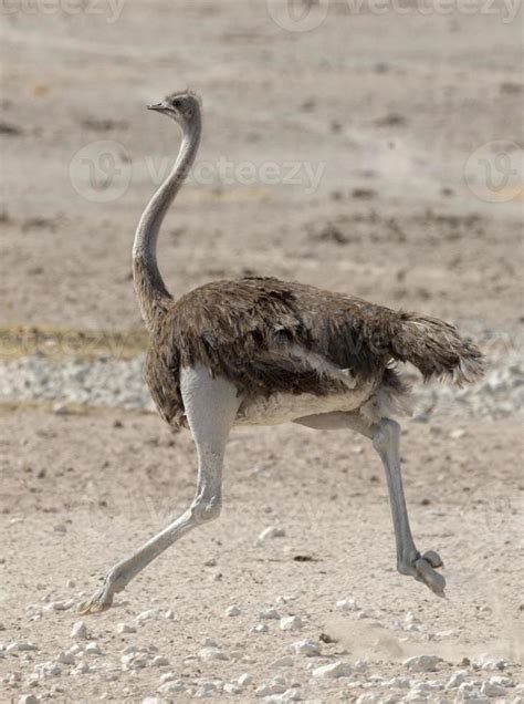 Ostrich running on rocky field 708046 Stock Photo at Vecteezy