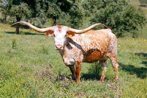 Texas Longhorn Cattle Photos