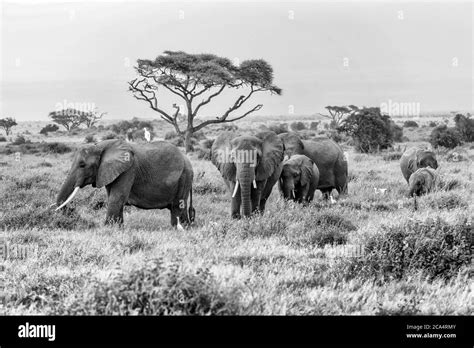 Elephants in Amboseli Nationalpark, Kenya, Africa Stock Photo - Alamy