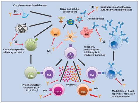 Intravenous immunoglobulin as clinical immune-modulating therapy | CMAJ