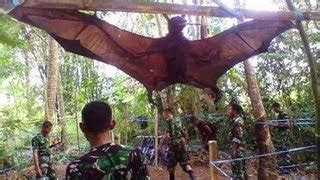 The giant bat in the Philippines is as big as an adult, causing many ...