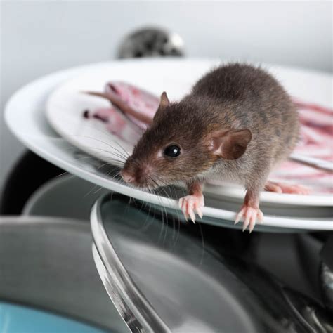 Diseases Caused by Rats - Fantastic Pest Control Australia