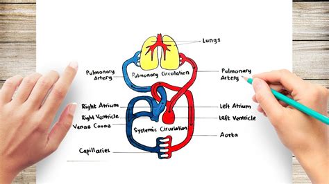 Great How To Draw The Circulatory System of all time Don t miss out ...