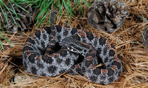 Discover the Largest Pygmy Rattlesnake Ever Found - AZ Animals