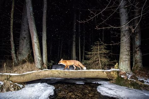 These Are The Winners Of The 2020 World Nature Photography Awards