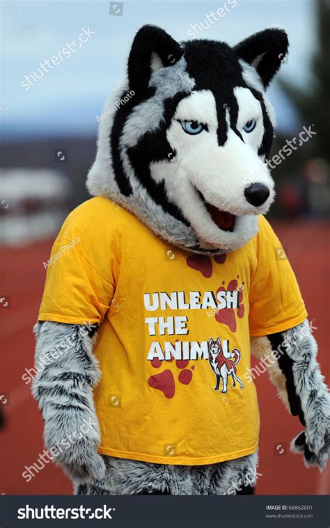 Bloomsburg, Pa - November 6: The Bloomsburg University Husky (Mascot ...