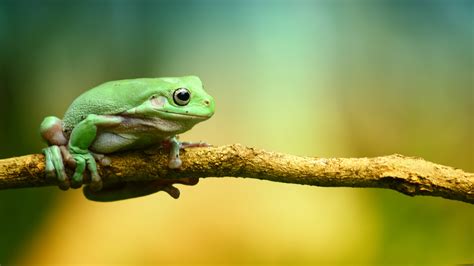 カエルの壁紙,カエル,アマガエル,アマガエル,緑,灰色のアマガエル (#899578) - WallpaperUse