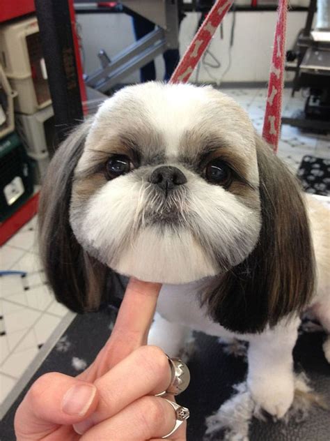 Awkward Trend: Round Dog Haircuts | Shih tzu haircuts, Dog grooming ...