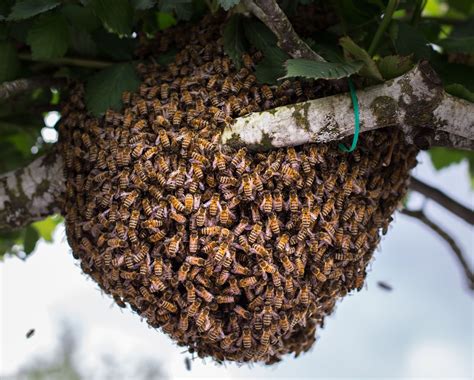 Learn how to catch a bee swarm and install it in your hive easily ...