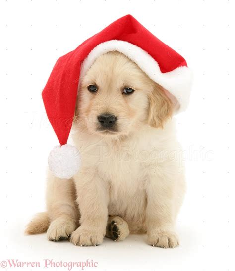 Dog: Golden Retriever pup wearing a Santa hat photo WP12798