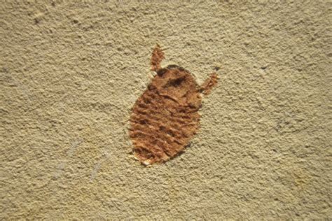 Isopod Fossil