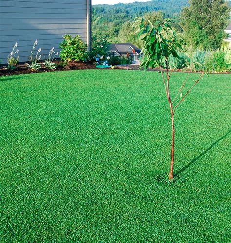 Micro Clover Seed Raw in 2020 | Lawn alternatives, Grass alternative ...