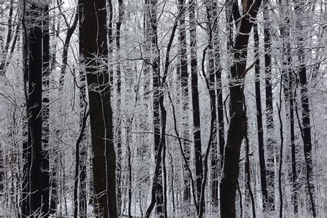 Iced Trees Free Stock Photo - Public Domain Pictures