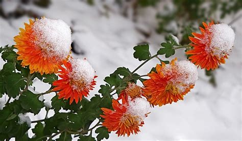 Winter Flowers Wallpaper HD Free Download