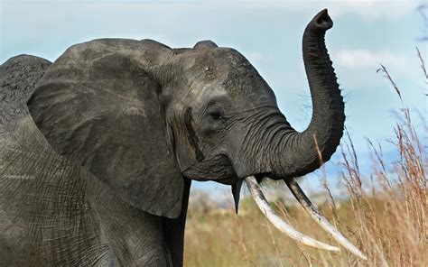 wallpaper elephant, tusks, trunk, africa, savanna HD : Widescreen ...