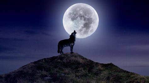 Wolf Howling at the Moon Wallpaper (66+ images)