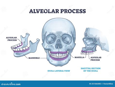 Alveolar Cartoons, Illustrations & Vector Stock Images - 1798 Pictures ...