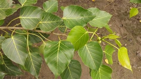 Peepal Tree Benefits: অশ্বত্থ গাছের পাতার একাধিক উপকারিতা রয়েছে, এক ...