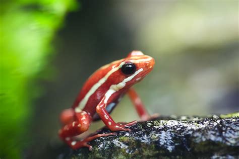 MMB_1281 | Phantasmal poison frog | Mario Madrona | Flickr