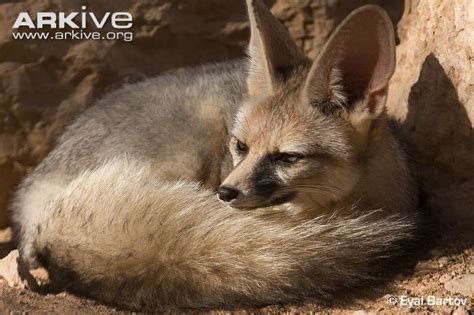 Blanford's Fox, Vulpes cana (Canidae) | Fox dog, Wild dogs, Fox