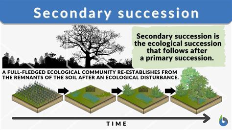 Ecological Succession Animation