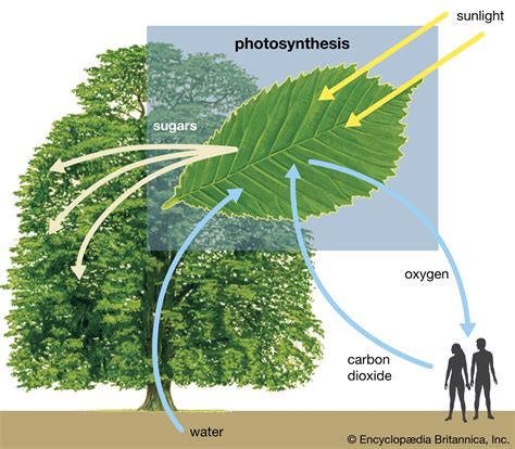 Carbon dioxide | Definition, Formula, Uses, & Facts | Britannica