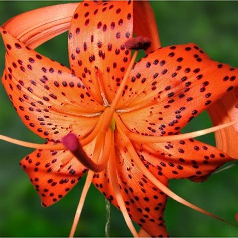 Buy Tiger Lily Plant online at cheap price India - plantsguru.com