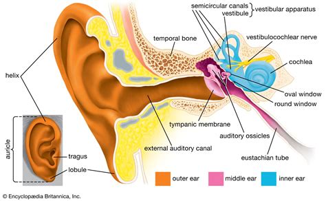 External auditory canal | Definition, Function, Anatomy, Location ...