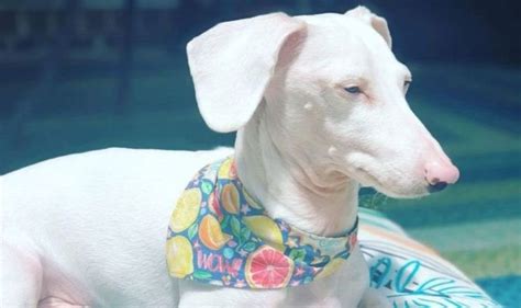 Rare albino Dachshund who has to wear sun cream becomes rising ...