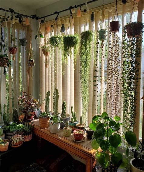 Hello Plant Lover on Instagram: “Who needs curtains when there are ...