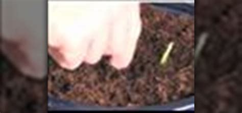 How to Plant bonsai tree seeds « Gardening :: WonderHowTo