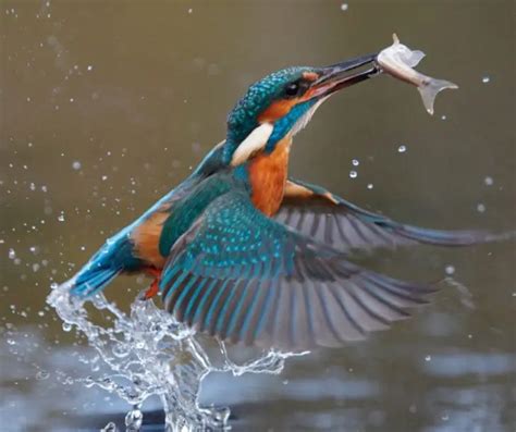 Kingfisher Facts for Kids - KonnectHQ