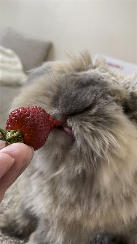 Baby koala eating his first strawberry : r/Rabbits