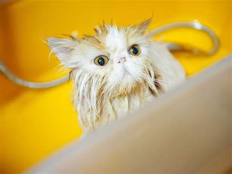 How to bathe a Persian cat in 6 steps