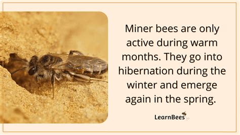 What Are Miner Bees? Are They Harmful to You or Your Yard?