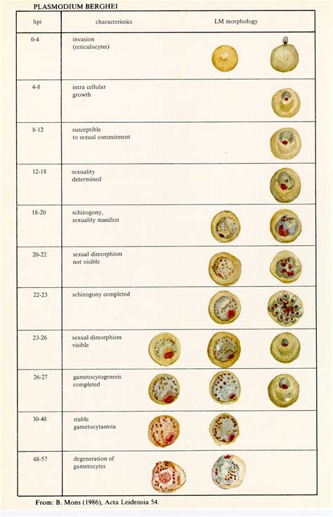 Plasmodium Life Cycle Microscope