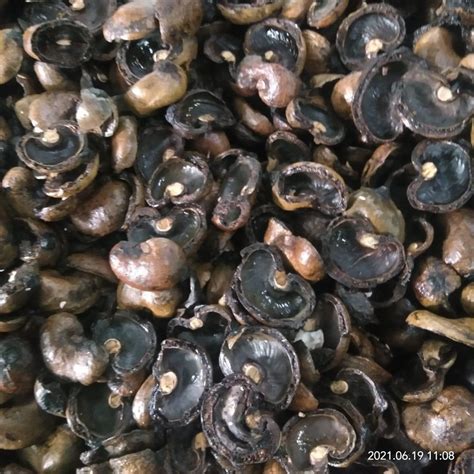 Cashew Nut Shell at Rs 10000/metric ton | cashew shell in Visakhapatnam ...