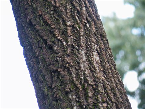 Facts About the Black Walnut Tree | Garden Guides