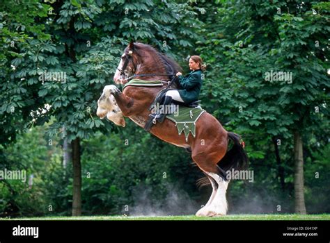 Shire Horse Riding