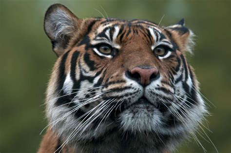 Sumatran Tiger Habitat