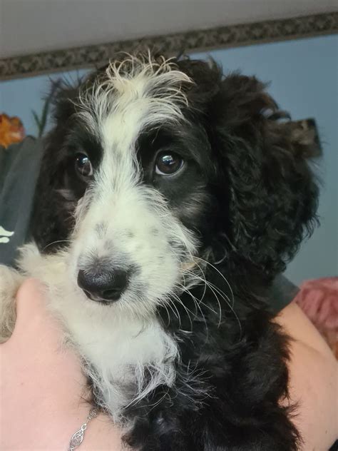 Doodle Puppies for Sale (border collie/poodle) - Dogs For Sale Ireland