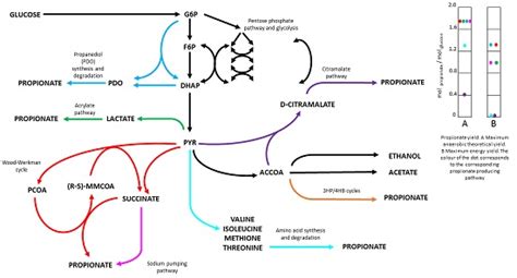 Fermentation | Free Full-Text | Microbial Propionic Acid Production